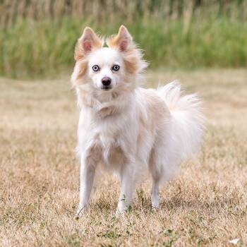 Button -  Pomeranian and Chihuahua Dog for Adoption in Council Bluffs, Iowa - Button | PetCurious