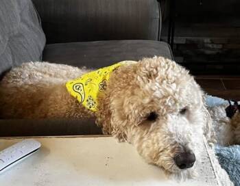 Rescue Goldendoodle Dogs for Adoption in Calera, Alabama - George | PetCurious