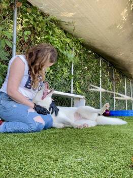 KATY -  Siberian Husky Dog for Adoption in Rowlett, Texas - KATY | PetCurious