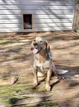Rescue Australian Cattle Dog Blue Heeler Dogs for Adoption in Manchester, Connecticut - Sunny | PetCurious