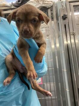 A804993 -  American Staffordshire Terrier Dog for Adoption in San Antonio, Texas - A804993 | PetCurious