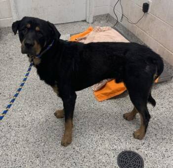 Brando -  Rottweiler and Mixed Breed Dog for Adoption in Kansas City, Missouri - Brando | PetCurious