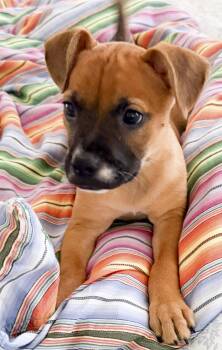 Artemis -  Puggle Dog for Adoption in West Hollywood, California - Artemis | PetCurious