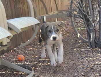 Labrador Retriever Dogs Available for Adoption in Colorado Springs, Colorado - Tony | PetCurious