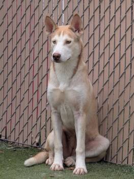 Rescue German Shepherd Dog and Mixed Breed Dogs for Adoption in El Paso, Texas - Cloudy* | PetCurious