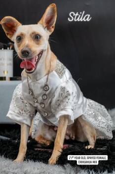 Stila -  Chihuahua and Jack Russell Terrier Dog for Adoption in Sevierville, Tennessee - Stila | PetCurious