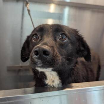 Mixed Breed Dogs Available for Adoption in Bentonville, Arkansas - Isla | PetCurious
