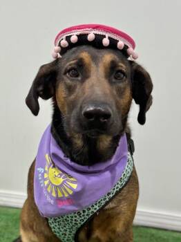 Tesla-One of our Amazing Rescue Dogs -  German Shepherd Dog and Labrador Retriever Dog for Adoption in Carlsbad, California - Tesla-One Of Our Amazing Rescue Dogs | PetCurious