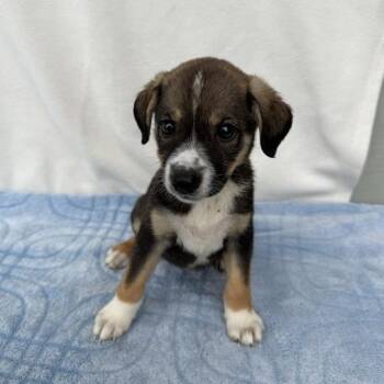 The Wiggles -  German Shepherd Dog and Mixed Breed Dog for Adoption in Carencro, Louisiana - The Wiggles | PetCurious