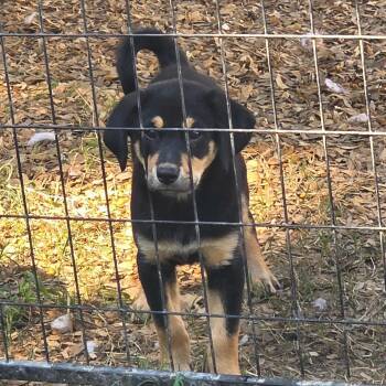 Starburst -  Australian Shepherd and Mixed Breed Dog for Adoption in Rossville, Georgia - Starburst | PetCurious