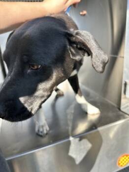 Rescue Pit Bull Terrier and Mixed Breed Dogs for Adoption in Fort Worth, Texas - 59465655 | PetCurious