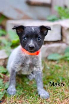 Mako -  Australian Cattle Dog Blue Heeler Dog for Adoption in Duluth, Minnesota - Mako | PetCurious