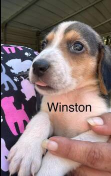 Winston -  Hound Dog for Adoption in Eutawville, South Carolina - Winston | PetCurious