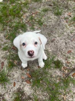 Albus -  Labrador Retriever and Great Pyrenees Dog Available for Adoption in Pensacola, Florida - Albus | PetCurious