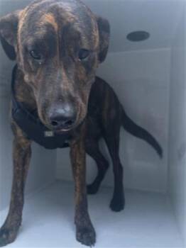 Rescue Plott Hound and Mixed Breed Dogs for Adoption in Houston, Texas - A643433 | PetCurious