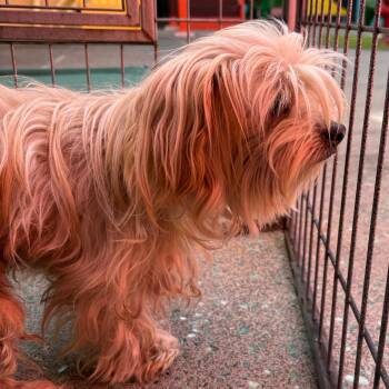 Midsummer 14481 -  Miniature Poodle Dog for Adoption in San Francisco, California - Midsummer 14481 | PetCurious