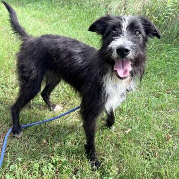 Loretta -  Poodle Dog for Adoption in Allegan, Michigan - Loretta | PetCurious