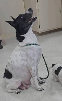 26-119 -  Border Collie Dog for Adoption in Ridgecrest, California - 26-119 | PetCurious