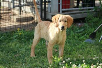 Golden Retriever and Poodle Dogs Available for Adoption in Gorham, Maine - Poppy Bloom | PetCurious