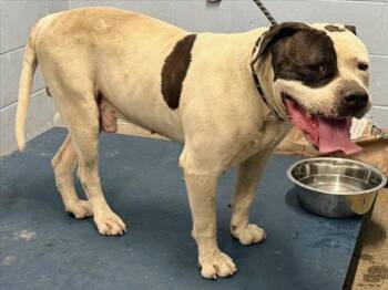 *WONTON -  Pit Bull Terrier Dog for Adoption in Woodland, California - *WONTON | PetCurious