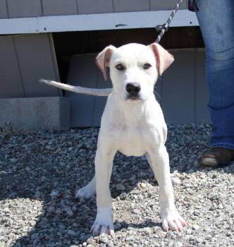 Noah -  Pit Bull Terrier and Mixed Breed Dog for Adoption in Vacaville, California - Noah | PetCurious