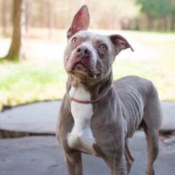 Pit Bull Terrier Dogs Available for Adoption in Belleville, Illinois - Zingg | PetCurious