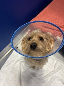 Edgar -  Cairn Terrier Dog for Adoption in Aurora, Colorado - Edgar | PetCurious