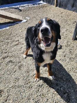 Bernese Mountain Dog Dogs Available for Adoption in Frisco, Colorado - LUNA | PetCurious
