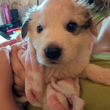Gwen -  Great Pyrenees Dog for Adoption in Lynchburg, Virginia - Gwen | PetCurious