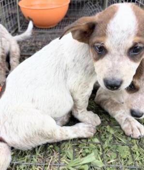 A658341 -  Australian Cattle Dog Blue Heeler Dog for Adoption in Houston, Texas - A658341 | PetCurious