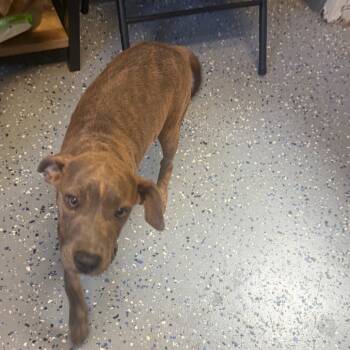 Thea -  Pit Bull Terrier and Mixed Breed Dog for Adoption in Tuscaloosa, Alabama - Thea | PetCurious