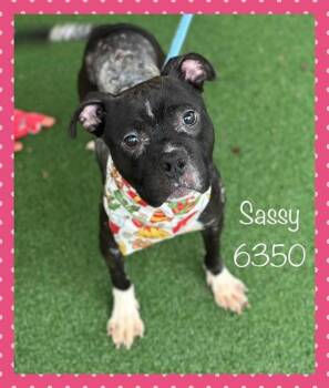 Rescue Pit Bull Terrier Dogs for Adoption in Marietta, Georgia - Sassy(116) | PetCurious