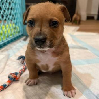 Molasses -  Pit Bull Terrier and Cattle Dog Dog Available for Adoption in Los Angeles, California - Molasses | PetCurious
