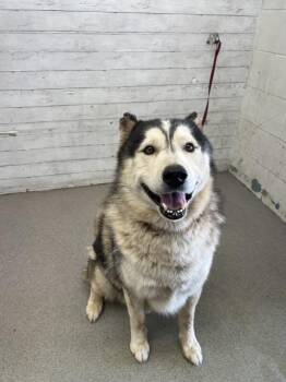 DAKOTA -  Siberian Husky Dog for Adoption in San Bernardino, California - DAKOTA | PetCurious