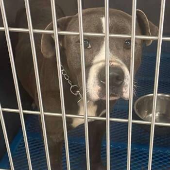 Rescue Terrier Dogs for Adoption in Hackett, Arkansas - Lamar | PetCurious