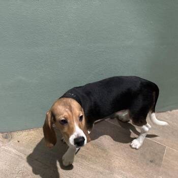 YDF6 6726 aka Denzel -  Beagle Dog for Adoption in Loxahatchee Groves, Florida - YDF6 6726 Aka Denzel | PetCurious