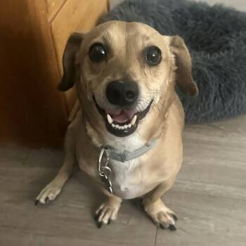 ARCHIE -  Beagle and Dachshund Dog for Adoption in Marana, Arizona - ARCHIE | PetCurious