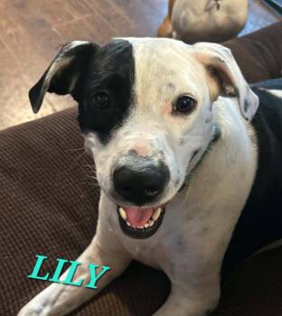 Lily Summer -  Labrador Retriever and Boxer Dog for Adoption in Andover, Massachusetts - Lily Summer | PetCurious