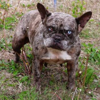 French Bulldog Dogs Available for Adoption - Gemma | PetCurious