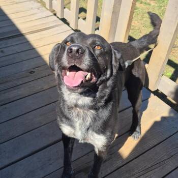 Cyrus -  Australian Cattle Dog Blue Heeler and Black Labrador Retriever Dog for Adoption in Rossville, Georgia - Cyrus | PetCurious
