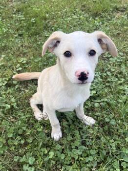 Lux -  Mixed Breed Dog for Adoption in Roxbury Township, New Jersey - Lux | PetCurious
