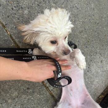 Maltese Dogs Available for Adoption in New York, New York - Mercedes | PetCurious