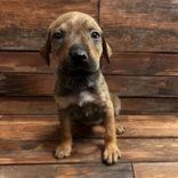 Robin -  Mixed Breed Dog for Adoption in Portsmouth, Ohio - Robin | PetCurious