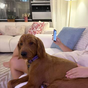Toby -  Goldendoodle Dog for Adoption - Toby | PetCurious