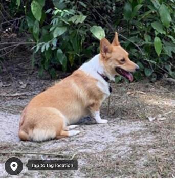 Pembroke Welsh Corgi Dogs Available for Adoption - Millie | PetCurious