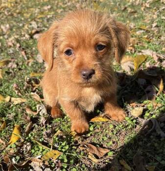 Rescue Shih Tzu Dogs for Adoption in Cushing, Oklahoma - Oscar | PetCurious