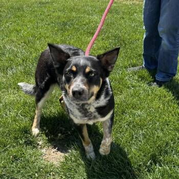 Mixed Breed Dogs Available for Adoption - Sheba | PetCurious