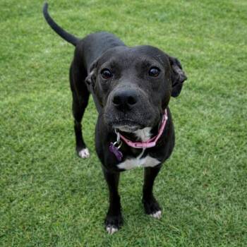 Prima -  Terrier and Mixed Breed Dog Available for Adoption in Springfield, Missouri - Prima | PetCurious