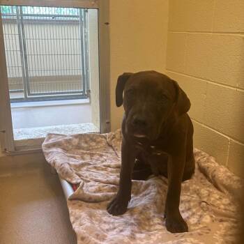 Mixed Breed Dogs Available for Adoption in Asheville, North Carolina - BeeBee | PetCurious