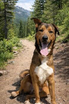 Mack -  Mixed Breed Dog for Adoption in Hot Springs, South Dakota - Mack | PetCurious